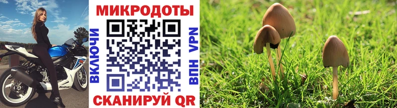 купить   Белореченск  Псилоцибиновые грибы MAGIC MUSHROOMS 